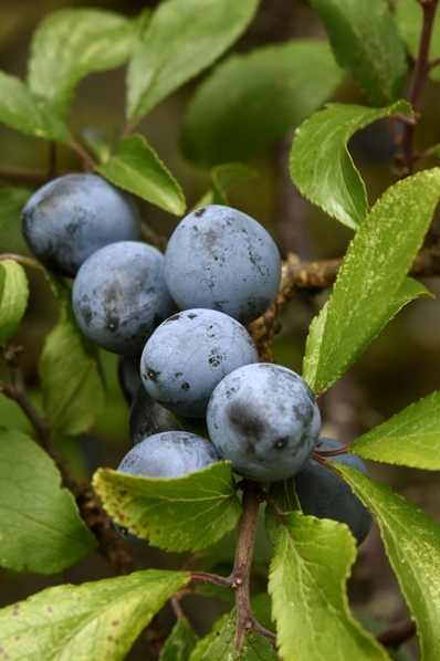 Slån, Prunus spinosa, slånbär