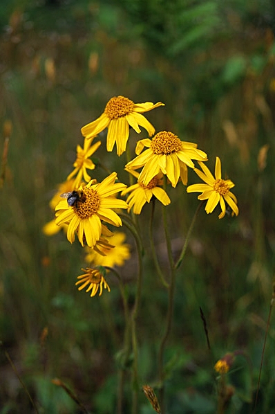 Slåttergubbe, Arnica montana