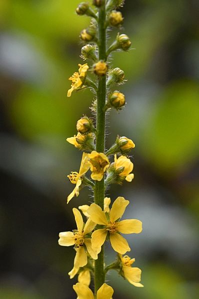 Småborre, Agrimonia eupatoria