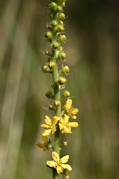 Småborre, Agrimonia eupatoria