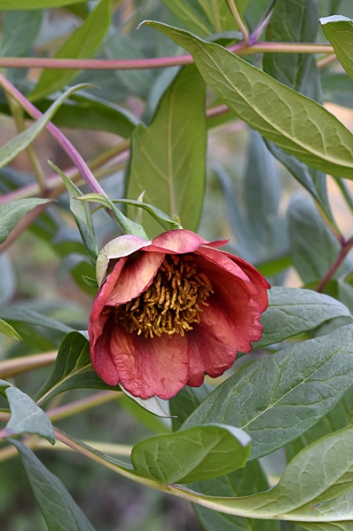 Småbuskpion, Paeonia delavayi, buskpion, pion, pioner