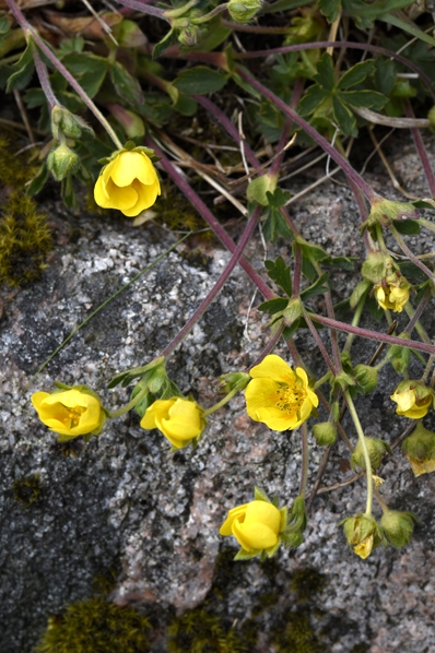 Småfingerört, Potentilla verna