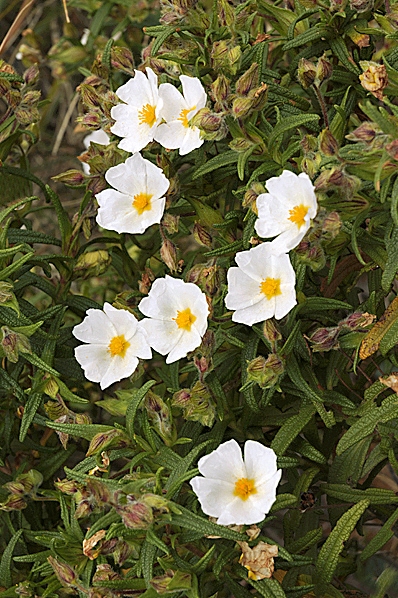 Smalbladig cistros, Cistus monspeliensis