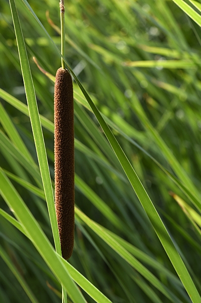 Smalkaveldun, Typha angustifolia, kaveldun