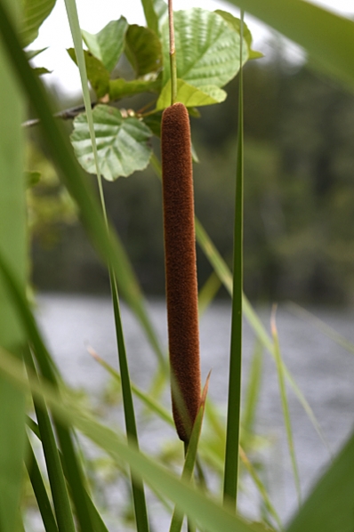 Smalkaveldun, Typhaceae angustifolia