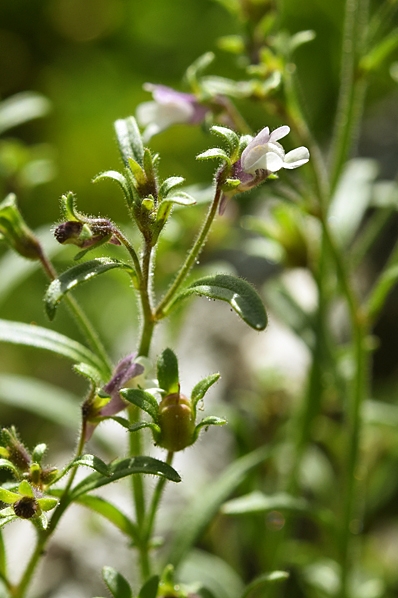 Småsporre, Chaenorhinum minus
