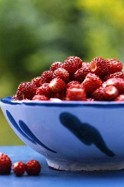 Smultron, Fragaria vesca