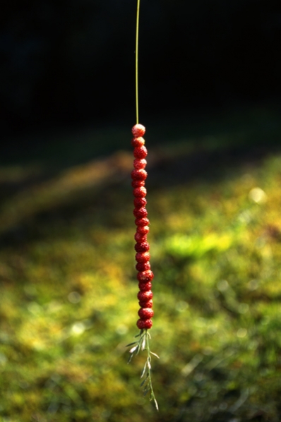 Smultron, Fragaria vesca