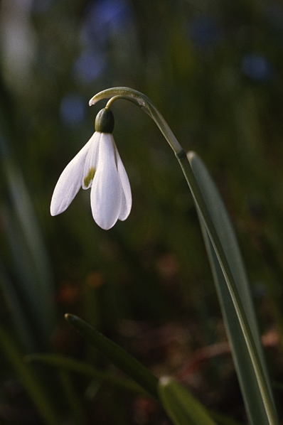 Snödroppe, Galanthus nivalis
