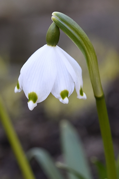 Snöklocka, Leucojum vernum, klosterlilja