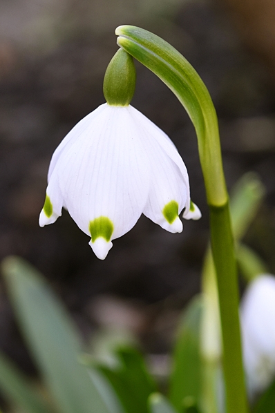 Snöklocka, Leucojum vernum, klosterlilja