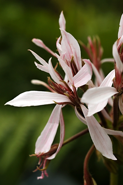 Pelargon 'Snow witch', pelargonium