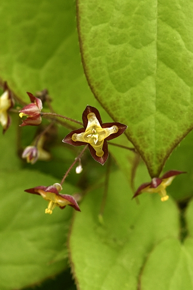 Röd sockblomma, Epimedium x rubrum