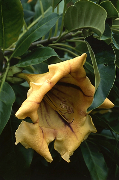 Solandra, Solandra grandiflora