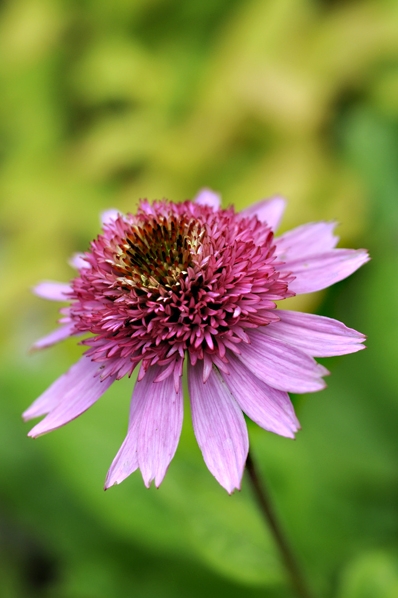 Röd solhatt 'Butterfly kisses', Echinacea purpurea, röd rudbeckia