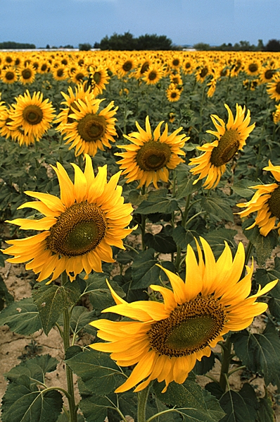 Solros, Helianthus annus, Solrosor