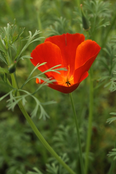 Sömntuta, Eschscholzia californica, Kalifornisk vallmo, Sömntuta 'Red Chief'