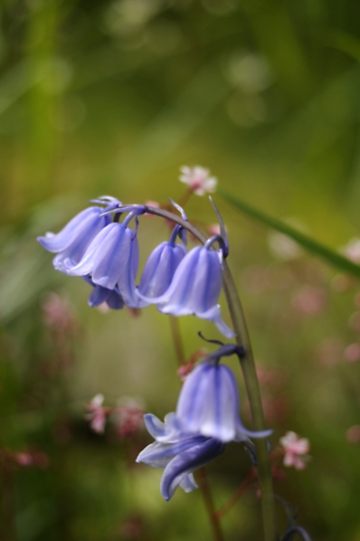 Spansk klockhyacint, Hyacinthoides hispanica