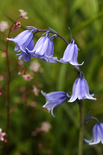Spansk klockhyacint, Hyacinthoides hispanica