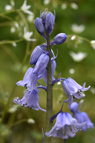 Spansk klockhyacint, Hyacinthoides hispanica
