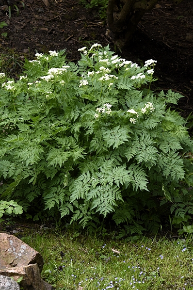 Spansk körvel, Myrrhis odorata