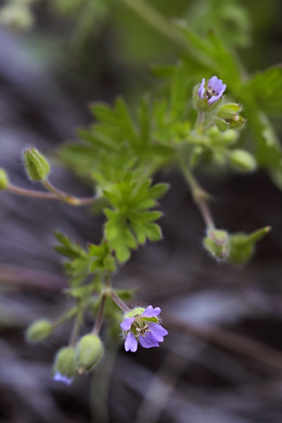Sparvnäva, Geranium pusillum