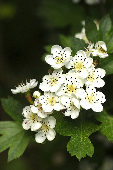 Hagtorn, Crataegus, Spetshagtorn