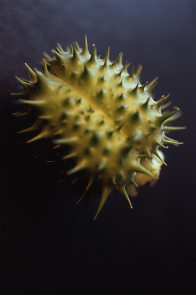 Spikklubba, Datura stramonium