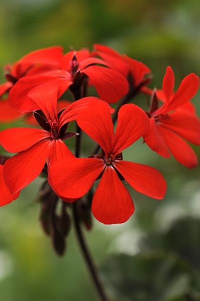 Pelargon 'Stadt Bern', pelargonium