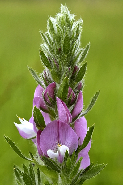 Stallört, Ononis spinosa ssp. hircina