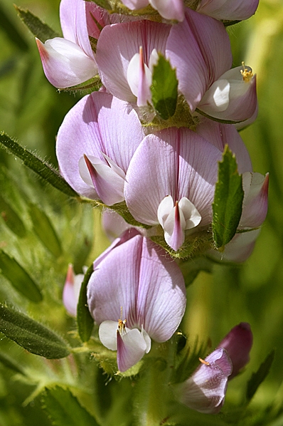 Stallört, Ononis spinosa ssp. hircina