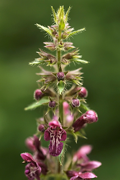 Stinksyska, Stachys sylvatica