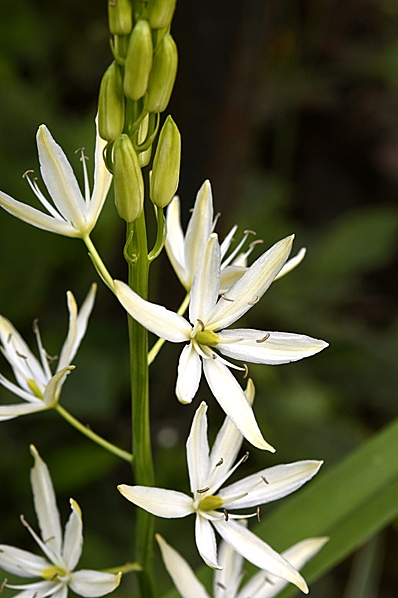 Vit stjärnhyacint, Camassia leichtlinii