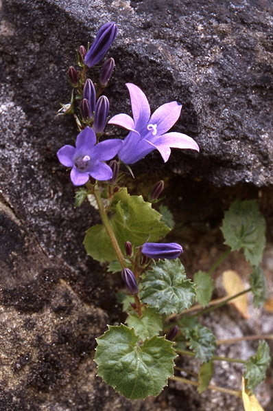 Stjärnklocka, Campanula poscharskyana