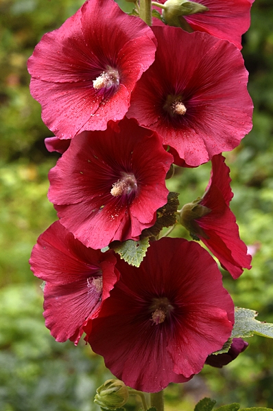 Stockros, Alcea rosea, Altea rosea
