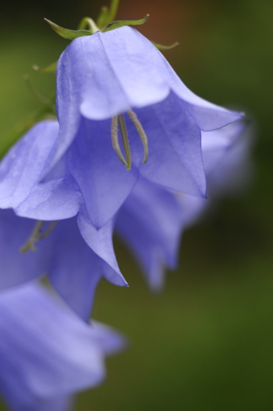 Stor blåklocka, Campanula persicifolia