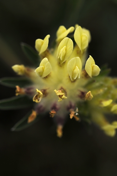 Stor getväppling, Anthyllis vulneraria ssp. carpatica