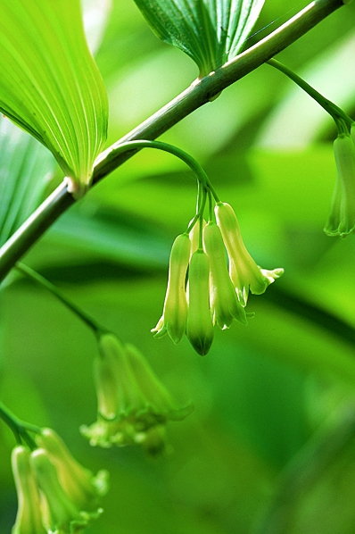 Storrams, Polygonatum multiflorum