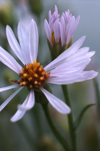 Strandaster, Tripolium pannonicum ssp. tripolium, Tripolium vulgare