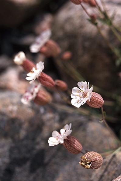 Strandglim, Silene uniflora ssp. uniflora
