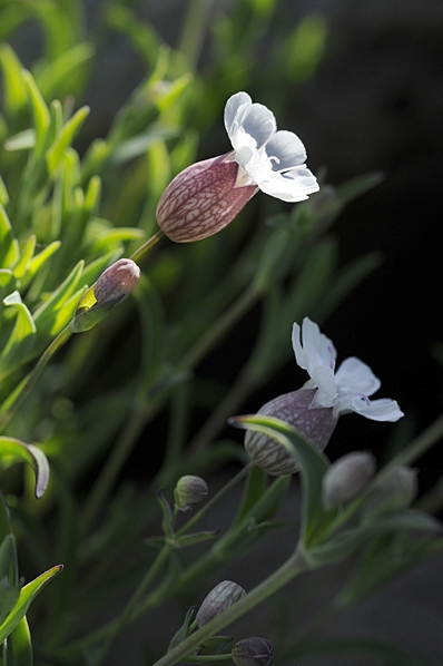 Strandglim, Silene uniflora ssp. uniflora