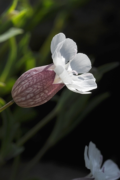 Strandglim, Silene uniflora ssp. uniflora