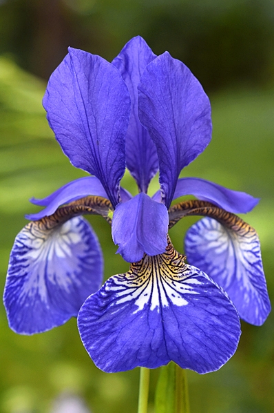 Strandiris, Iris sibirica