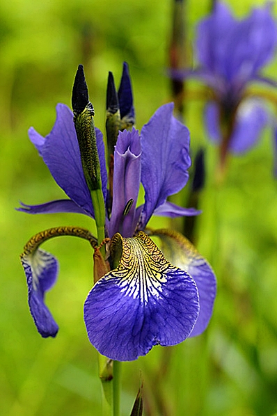 Strandiris, Iris sibirica