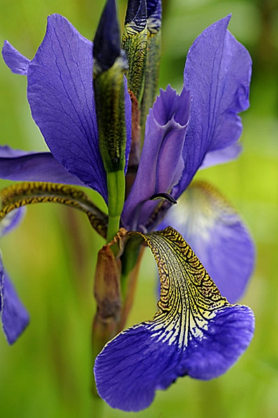 Strandiris, Iris sibirica