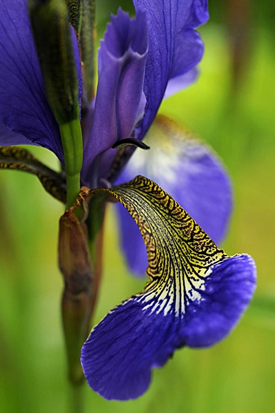 Strandiris, Iris sibirica