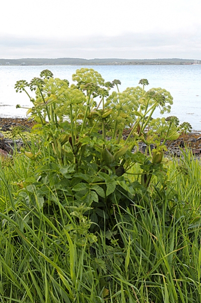 Strandkvannne, Angelica archangelica ssp. litoralis