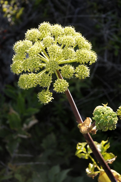 Strandkvannne, Angelica archangelica ssp. litoralis