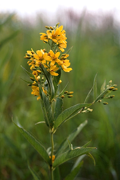 Strandlysing, Lysimachia vulgaris