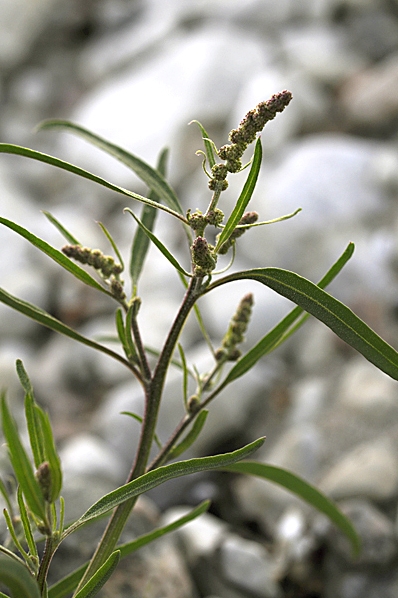 Strandmålla, Atriplex littoralis